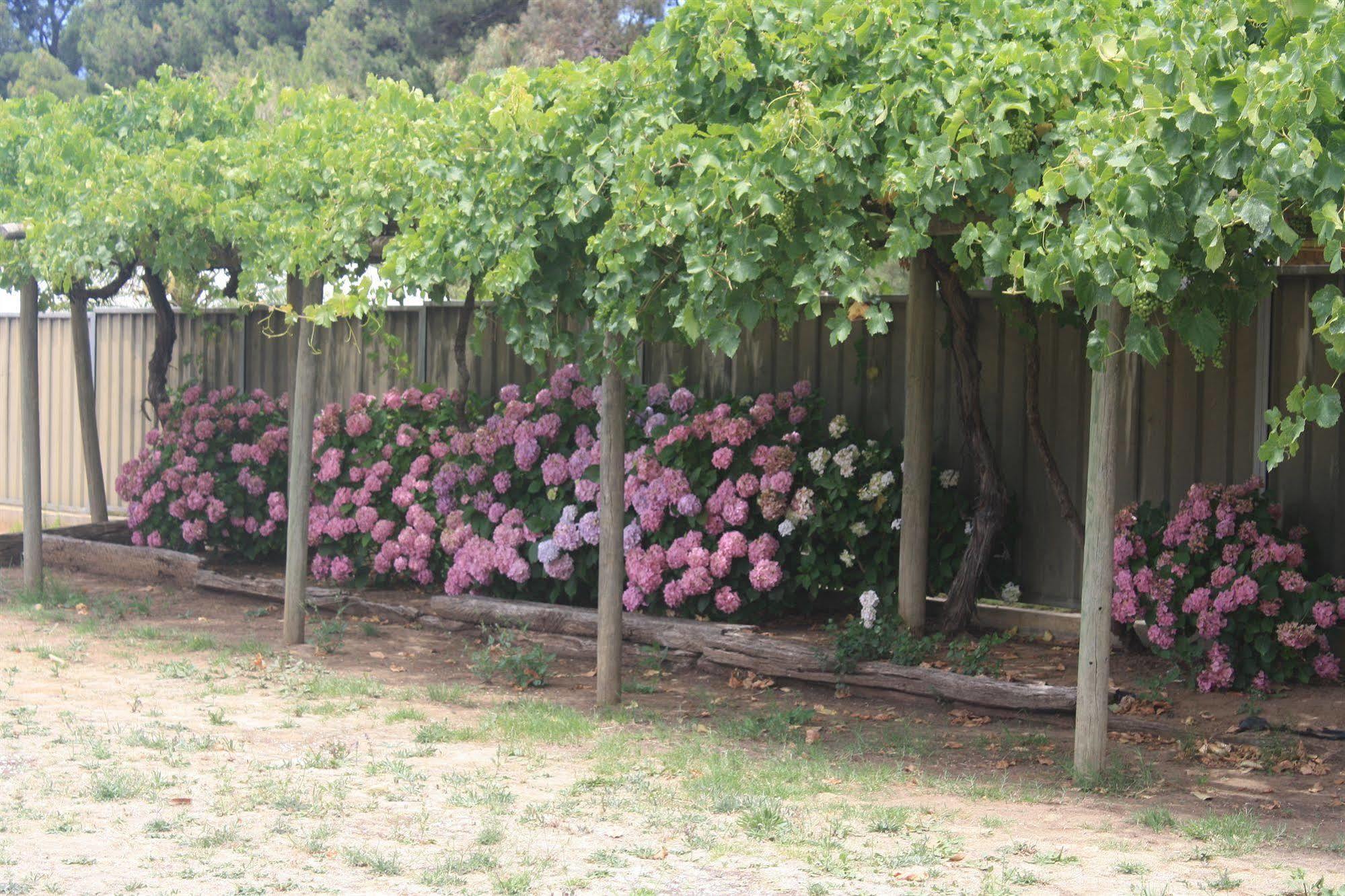 Angaston Vineyards Motel Экстерьер фото